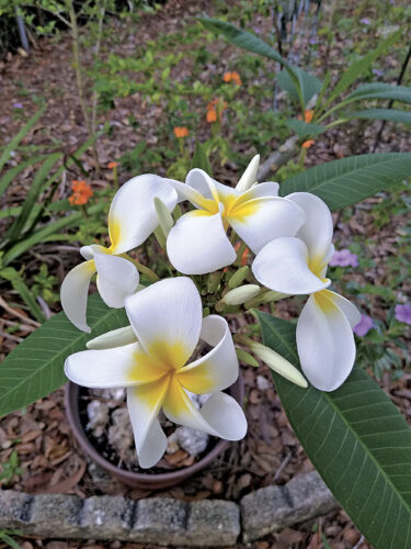 Plumeria – a tropical treat!